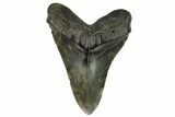 Large, Fossil Megalodon Tooth - South Carolina #120461-1